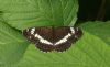 White Admiral at Hockley Woods (Steve Arlow) (62666 bytes)
