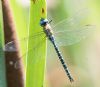 Southern Migrant Hawker at Gunners Park (Andrew Armstrong) (85001 bytes)