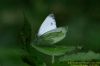 Green-veined White at Belfairs N.R. (Richard Howard) (78894 bytes)