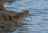 Snipe at Lower Raypits (Jeff Delve) (69558 bytes)