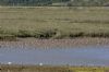 Black-tailed Godwit at Tewke's Creek (Richard Howard) (139095 bytes)