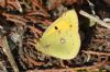 Clouded Yellow at Canvey Point (Richard Howard) (86747 bytes)
