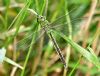 Emperor Dragonfly at Bowers Marsh (RSPB) (Graham Oakes) (83160 bytes)