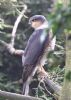 Sparrowhawk at Canewdon (Jeff Delve) (61742 bytes)