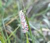Butterflies and Moths at Bowers Marsh (RSPB) (Marc Outten) (67779 bytes) Butterflies and Moths at Bowers Marsh (RSPB) (Marc Outten) (67779 bytes)