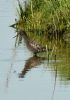 Spotted Redshank at Vange Marsh (RSPB) (Graham Oakes) (86879 bytes)