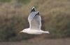 Yellow-legged Gull at Hullbridge (Jeff Delve) (24392 bytes)