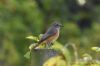 Redstart at Bowers Marsh (RSPB) (Richard Howard) (50210 bytes)