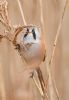 Bearded Tit at Bowers Marsh (RSPB) (Graham Oakes) (43535 bytes)