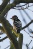 Lesser Spotted Woodpecker at Hockley Woods (Jeff Delve) (56817 bytes)