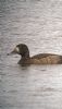 Scaup at West Canvey Marsh (RSPB) (Neil Chambers) (53730 bytes)