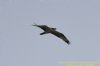 Osprey at Canvey Wick (Richard Howard) (20052 bytes)