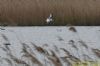 Little Gull at Vange Marsh (RSPB) (Richard Howard) (67984 bytes)
