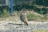 Redstart at Shoebury East Beach (Richard Howard) (95618 bytes)