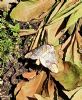 Butterflies and Moths at South Fambridge (Paul Baker) (130741 bytes) Butterflies and Moths at South Fambridge (Paul Baker) (130741 bytes)