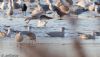 Glaucous Gull at Bowers Marsh (RSPB) (Jeff Delve) (60749 bytes)