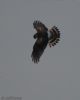 Hen Harrier at Wallasea Island (RSPB) (Jeff Delve) (30471 bytes)