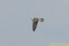 Red-footed Falcon at Vange Marsh (RSPB) (Richard Howard) (34659 bytes)