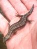 Common Lizard at South Fambridge (Paul Baker) (75002 bytes)