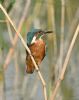 Kingfisher at Bowers Marsh (RSPB) (Graham Oakes) (49799 bytes)