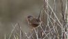 Dartford Warbler at Wallasea Island (RSPB) (Steve Arlow) (46170 bytes)