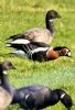 Red-breasted Goose at Fleet Head (Neil Chambers) (88846 bytes)