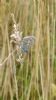 Common Blue at South Fambridge (Paul Baker) (57121 bytes)