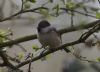 Marsh Tit at Private site with no public access (Jeff Delve) (44946 bytes)