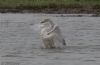 Whooper Swan at Bowers Marsh (RSPB) (Jeff Delve) (46656 bytes)
