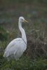 Great White Egret at Rawreth (Jeff Delve) (43162 bytes)