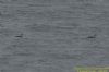Red-throated Diver at Canvey Seafront (Richard Howard) (58844 bytes)