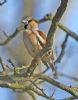 Hawfinch at West Wood (Graham Oakes) (60820 bytes)