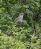 Garden Warbler at Canvey Wick (Jeff Delve) (106205 bytes)