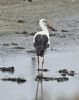 White Stork at West Canvey Marsh (RSPB) (Graham Oakes) (65257 bytes)