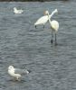 Great White Egret at Hullbridge (Steve Arlow) (101675 bytes)