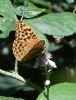 Silver-washed Fritillary at Private site with no public access (Jeff Delve) (70762 bytes)
