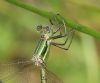 Southern Emerald Damselfly at Gunners Park (Andrew Armstrong) (51211 bytes)