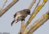 Spotted Flycatcher at Gunners Park (Jeff Delve) (50375 bytes)