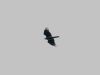 Sparrowhawk at Hockley Woods (Vince Kinsler) (11066 bytes)