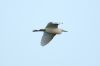 Cattle Egret at Two Tree Island (Steve Arlow) (81998 bytes)