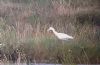 Cattle Egret at Tewke's Creek (Don Petrie) (67577 bytes)