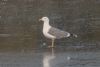 Yellow-legged Gull at Hullbridge (Jeff Delve) (52218 bytes)