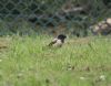 Rose-coloured Starling at Rayleigh (Vince Kinsler) (76772 bytes)