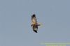 Marsh Harrier at West Canvey Marsh (RSPB) (Richard Howard) (31703 bytes)