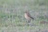 Whinchat at Gunners Park (Andrew Armstrong) (51201 bytes)