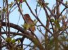 Nightingale at Two Tree Island (Sally Brierley) (94011 bytes)