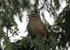 Wren at Private site with no public access (Vince Kinsler) (89084 bytes)