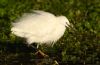 Little Egret at Southchurch Hall Park (Steve Arlow) (65430 bytes)