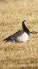 Barnacle Goose at West Canvey Marsh (RSPB) (Neil Chambers) (58200 bytes)