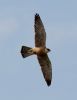 Red-footed Falcon at Vange Marsh (RSPB) (Tim Bourne) (26062 bytes)